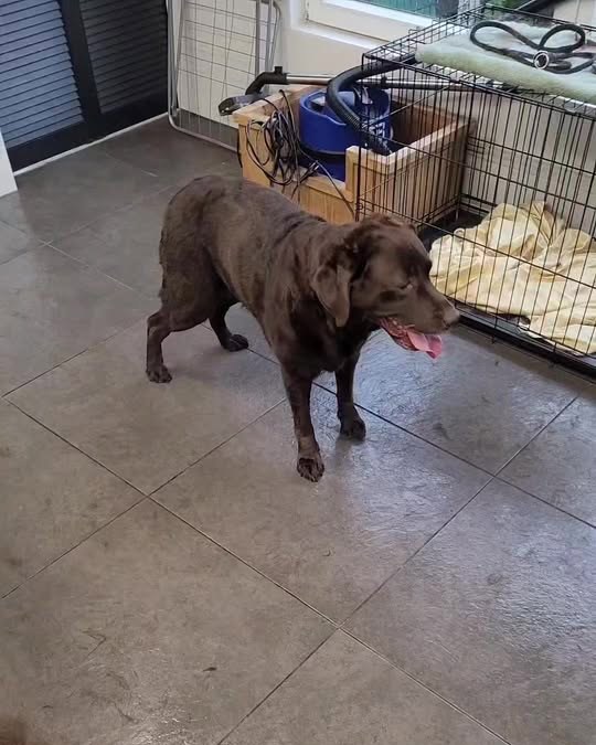 Een bruine labrador op de tegelvloer van de trimsalon