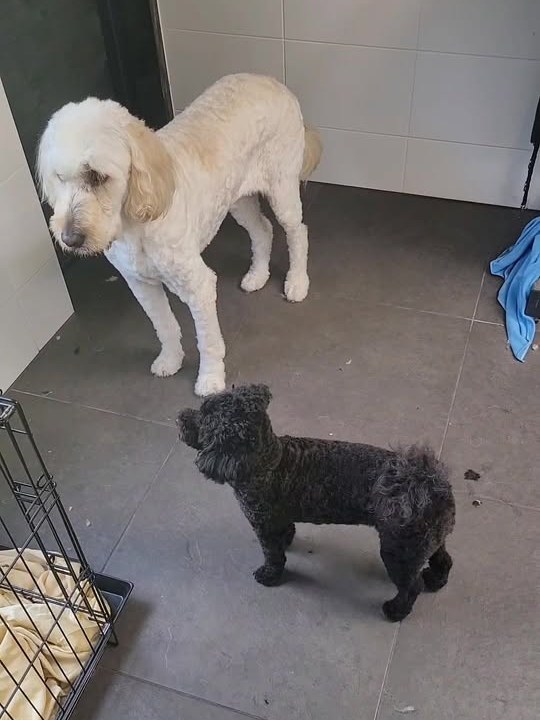 Twee net getrimde honden, een witte en een kleine zwarte, in de trimsalon