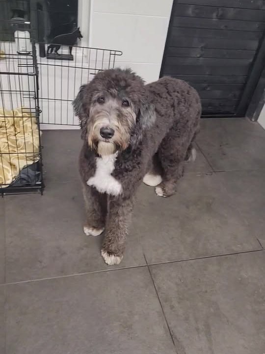 Een net getrimde bruine doodle met witte bef in de trimsalon